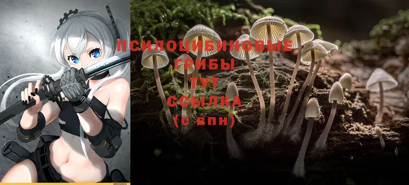 Псилоцибиновые грибы Psilocybe  Новокубанск 