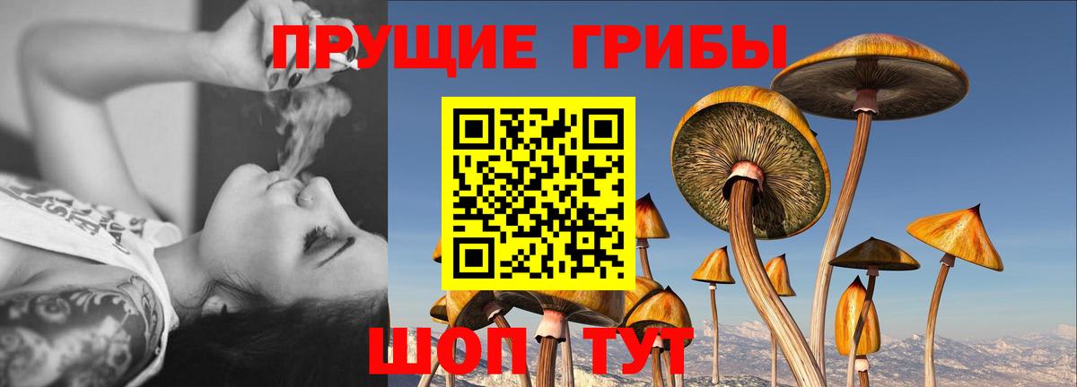 Галлюциногенные грибы Cubensis Новокубанск